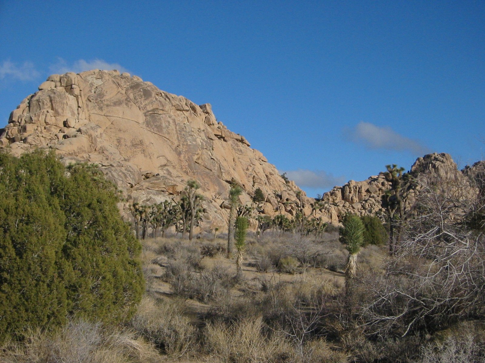 IMG_4589.jpg