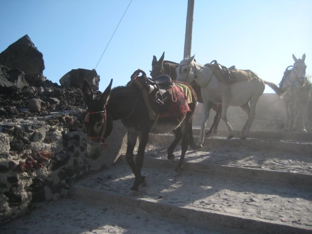 IMG_2520.jpg